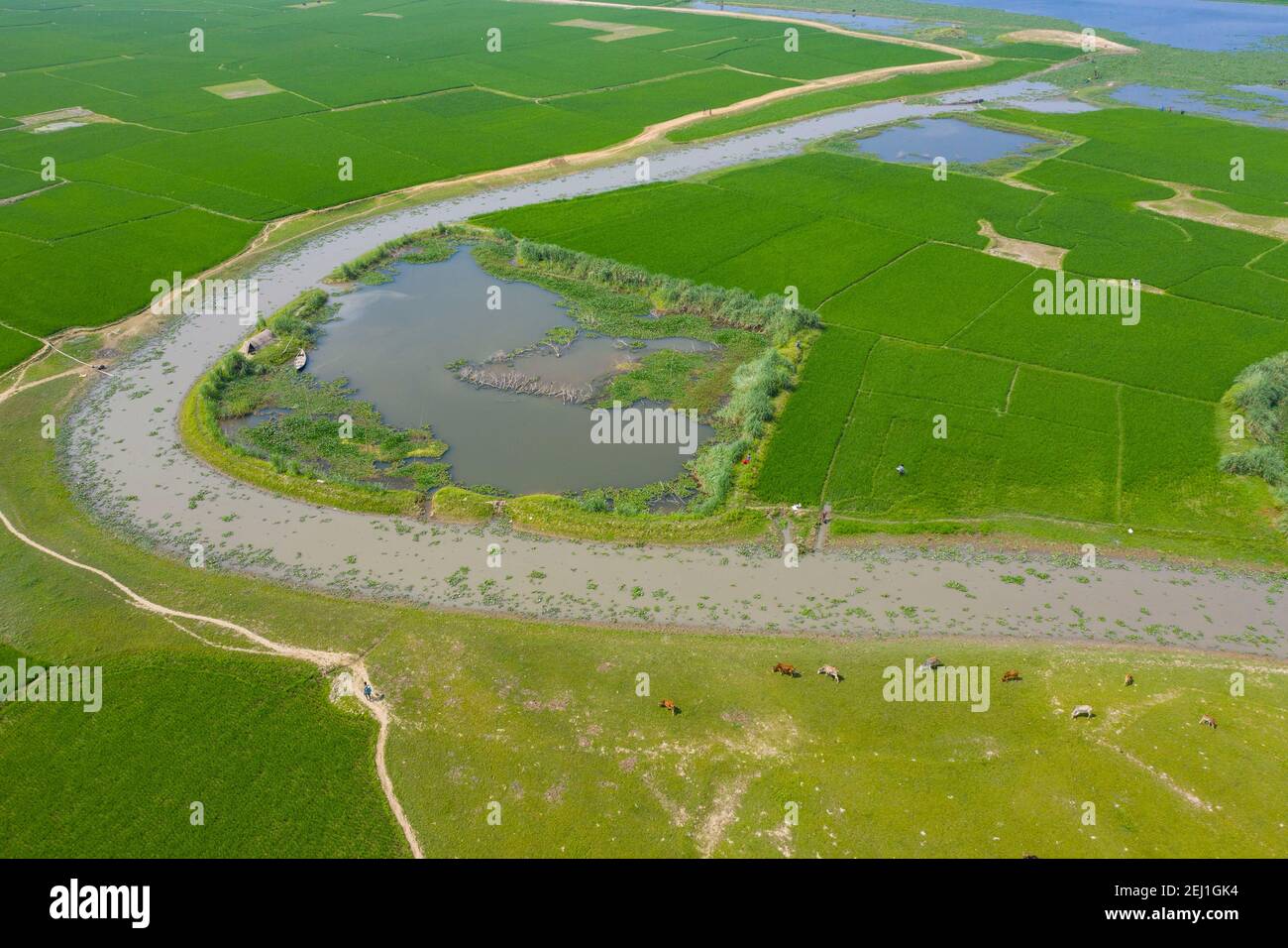 Vue aérienne d'un champ de paddy vert à Brahmanbaria, Bangladesh Banque D'Images