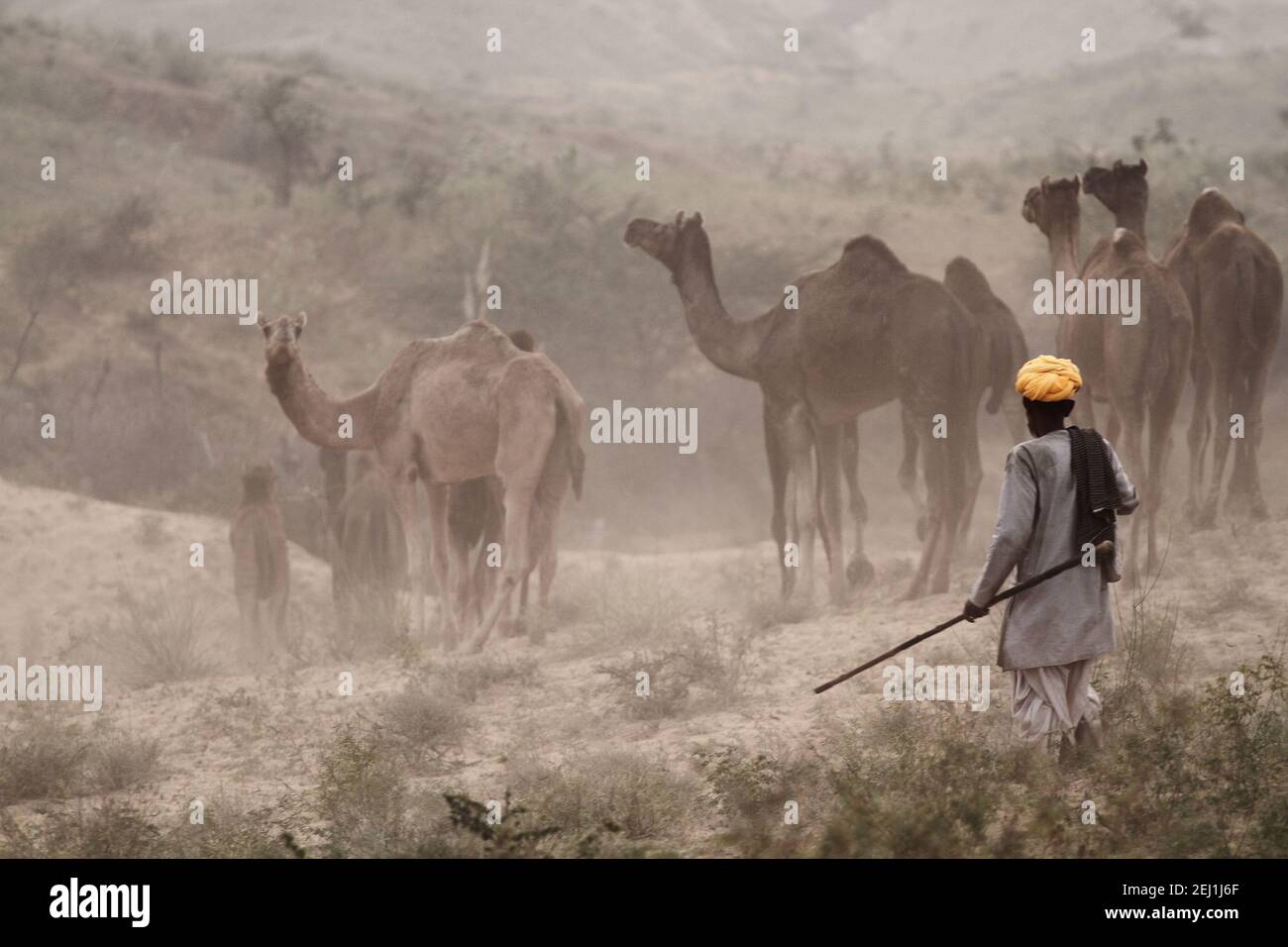 La Foire de Pushkar, également appelée Foire de Pushkar Camel ou localement comme Kartik Mela ou Pushkar ka Mela est une foire annuelle de l'élevage de plusieurs jours et fête culturelle qui a lieu dans la ville de Pushkar. La foire commence avec le mois de calendrier hindou de Kartik et se termine sur le Kartik Purnima, qui chevauche typiquement fin octobre et début novembre dans le calendrier grégorien. Inde. Banque D'Images