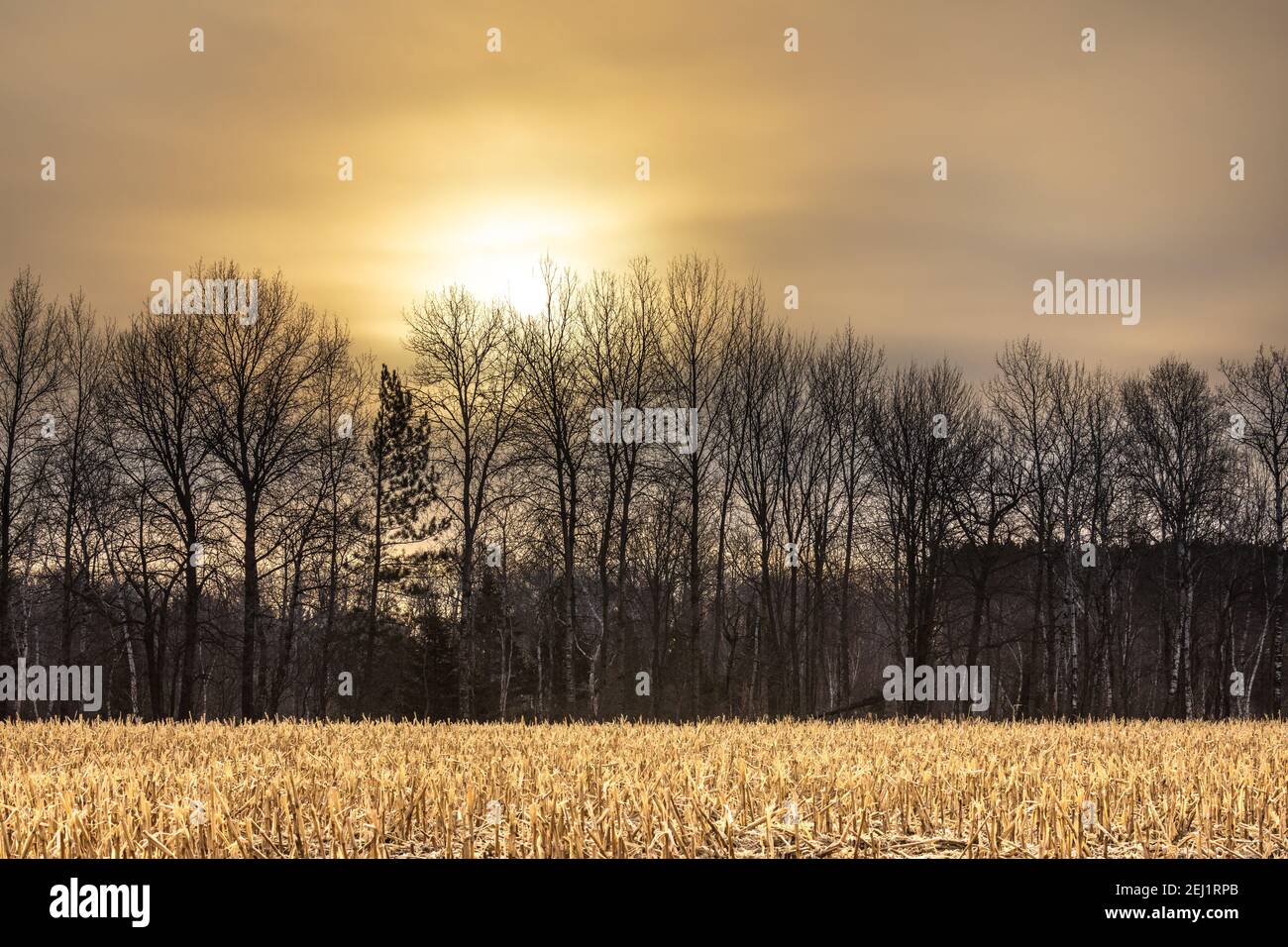 Le soleil se lève au-dessus d'un champ de maïs coupé dans le nord du Wisconsin. Banque D'Images
