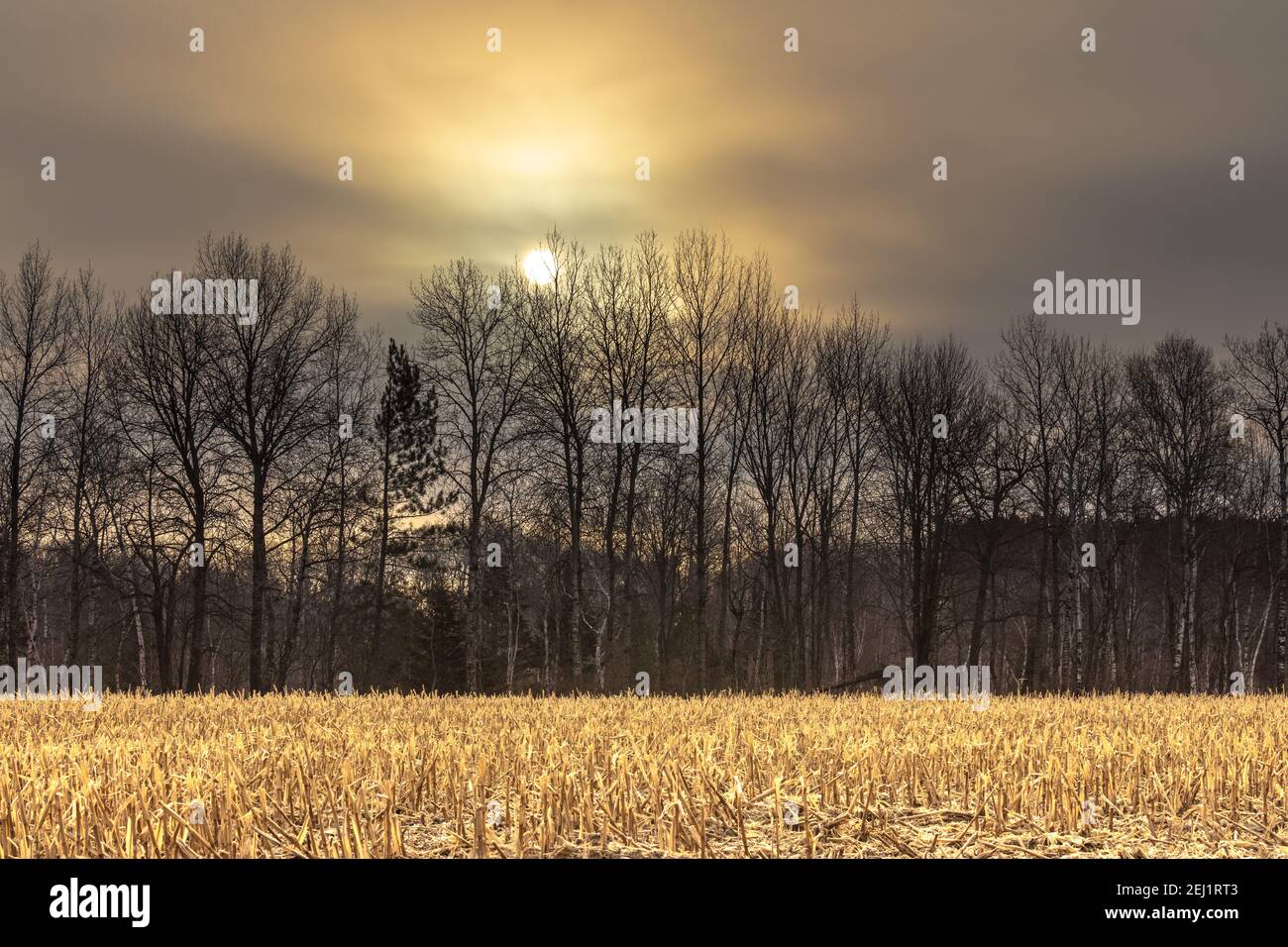 Le soleil se lève au-dessus d'un champ de maïs coupé dans le nord du Wisconsin. Banque D'Images