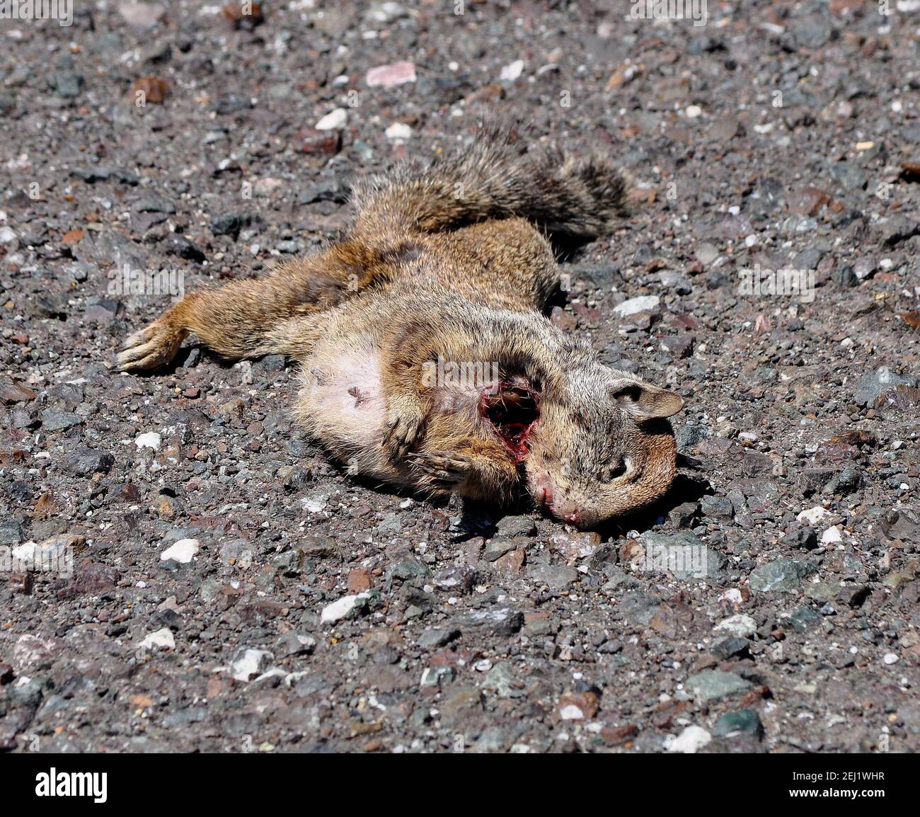 mort, mort, écureuil, mammifère, rongeur, Animal, Union City, Californie, États-Unis, États-Unis Banque D'Images