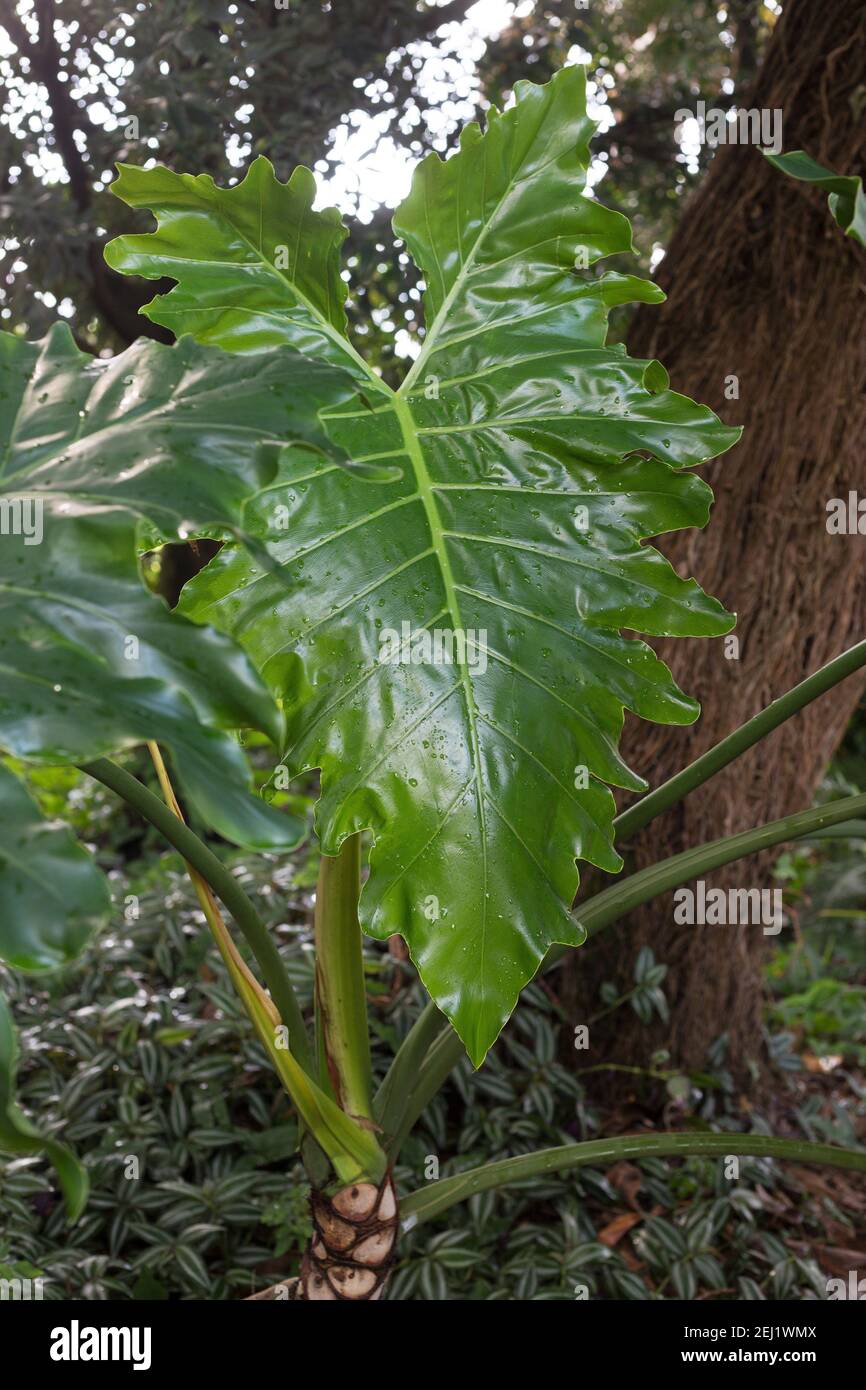 Philodendron x evansii Banque de photographies et d’images à haute