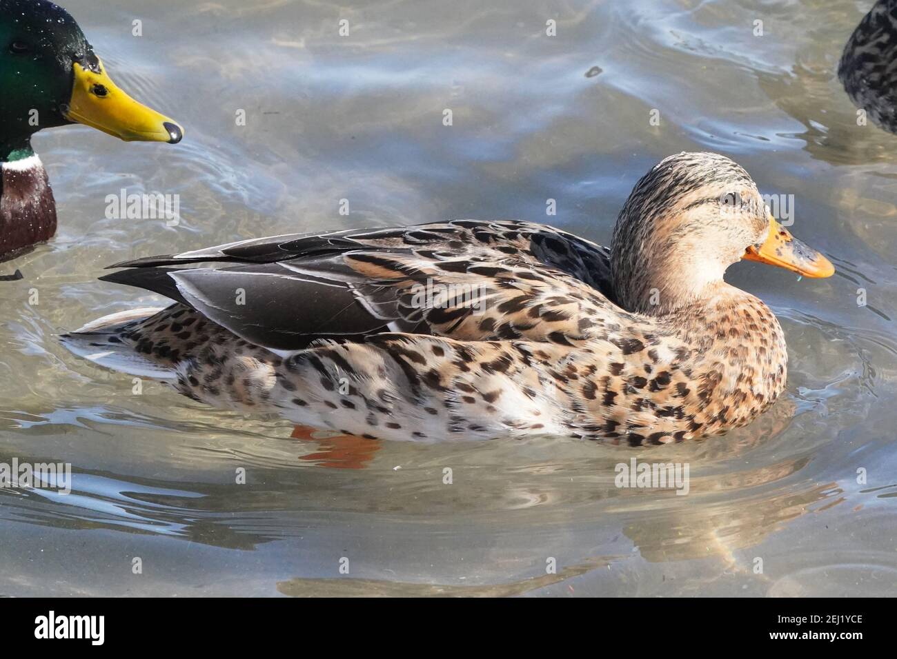 Leucisitique Mallard femelle et ses filles de couleur plus claire Banque D'Images