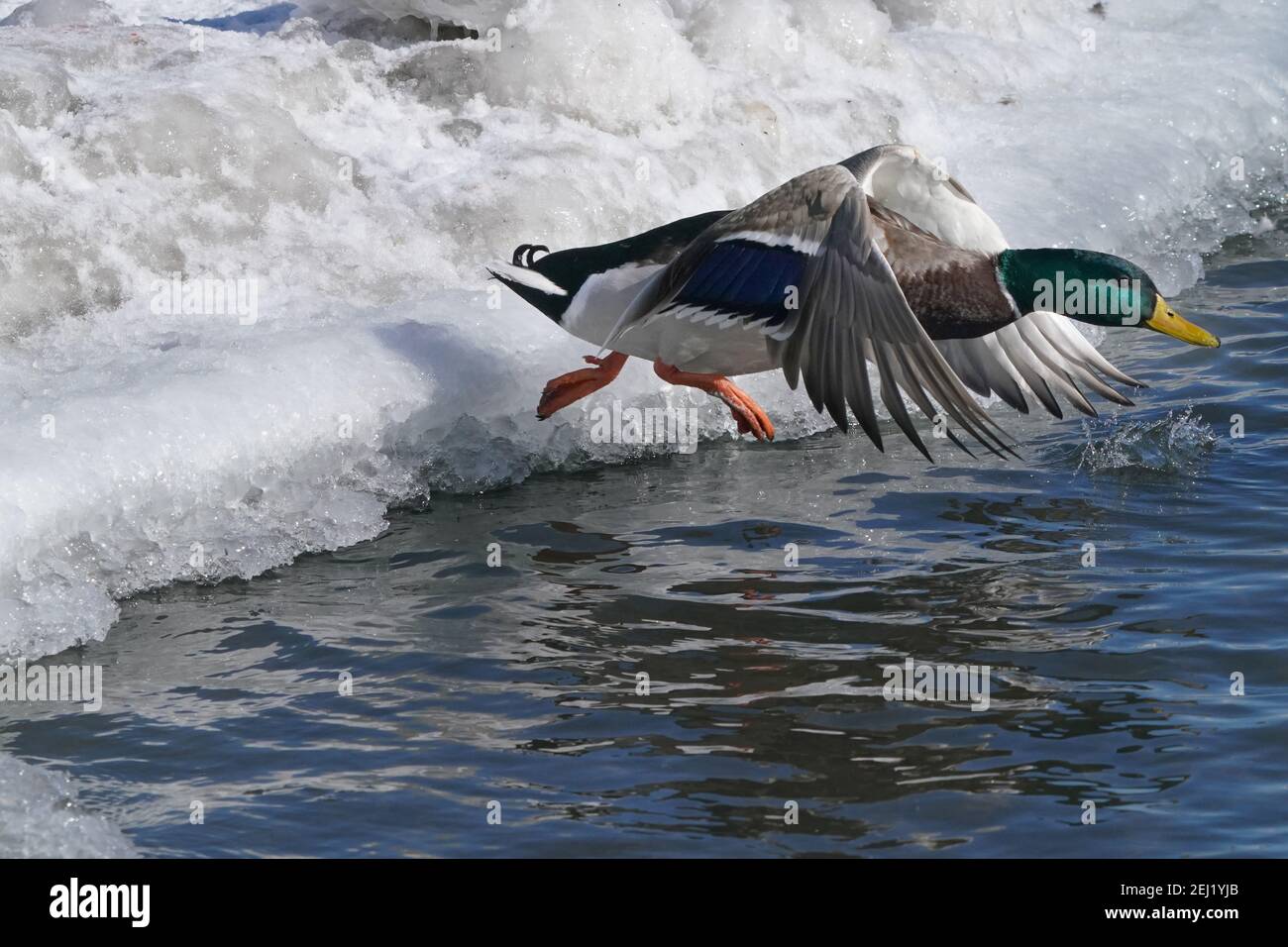 Canards colverts au lac en hiver en vol ou en flapping Banque D'Images
