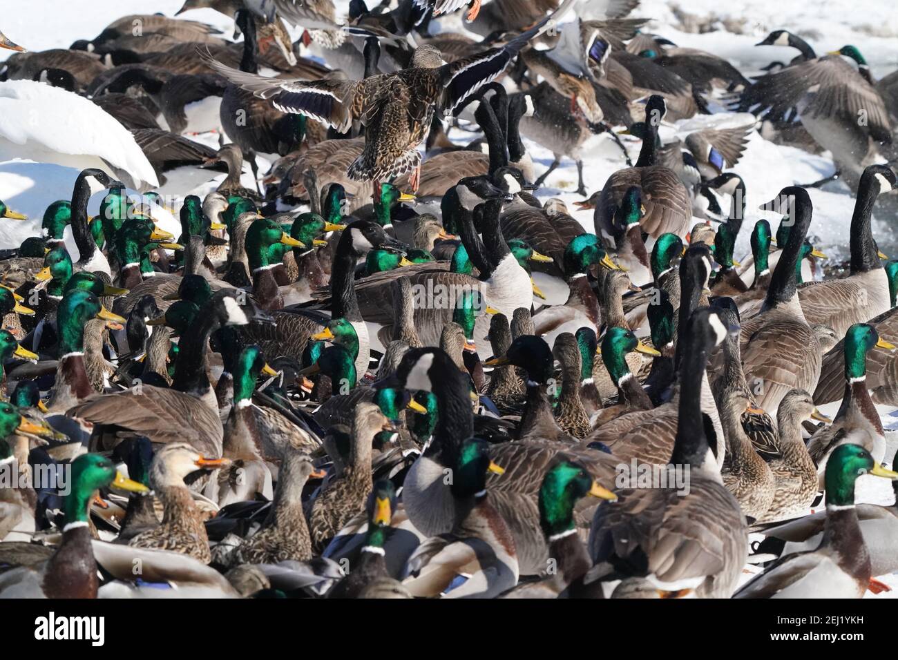 Canards colverts au lac en hiver Banque D'Images