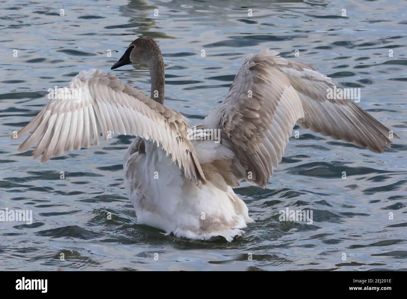 Cygnes trompettes et muettes sur le lac en hiver Banque D'Images