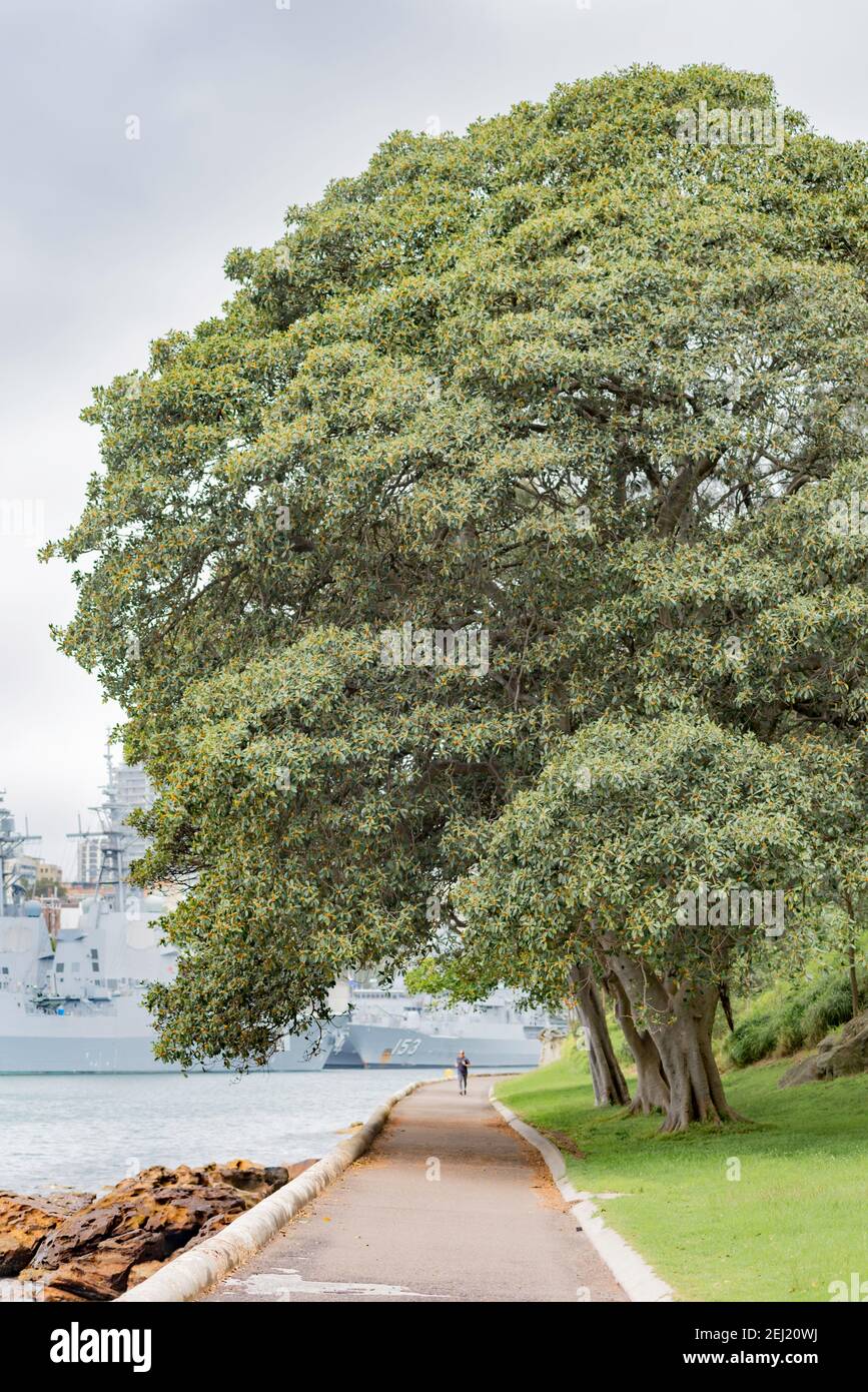Un figuier de Port Jackson (Ficus rubiginosa) dans les jardins botaniques royaux, près de la chaise de Mme Macquarie, à Sydney, en Australie Banque D'Images