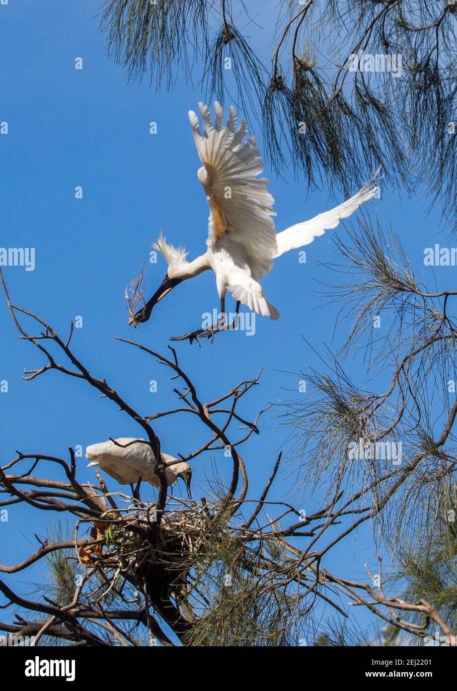 Royal spoonbill, Platalea regia, en vol, transportant du matériel de nidification, contre le ciel bleu et au-dessus de son compagnon sur son nid , en Australie Banque D'Images