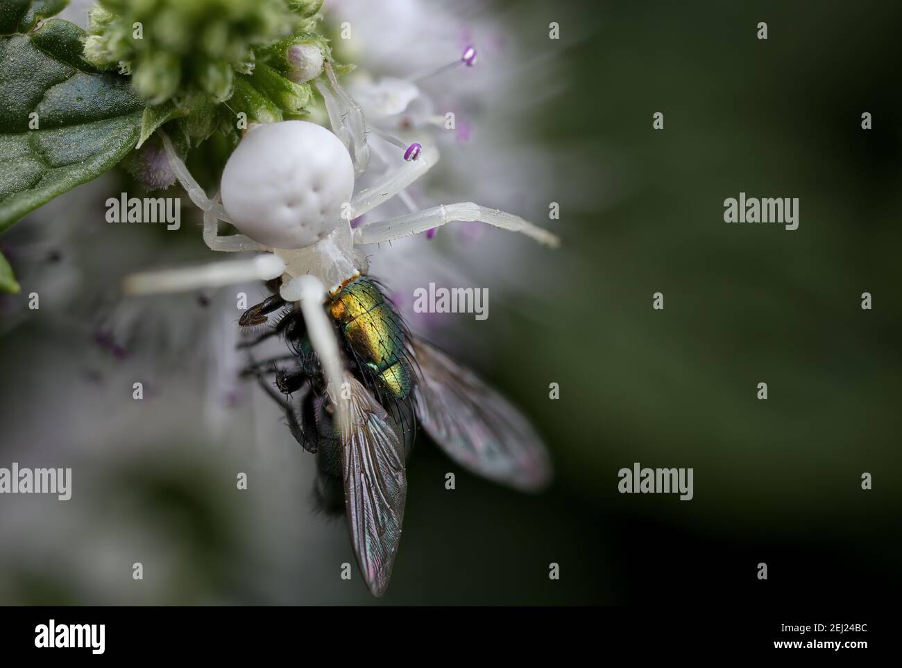 Araignée de crabe blanc avec mouche verte Banque D'Images