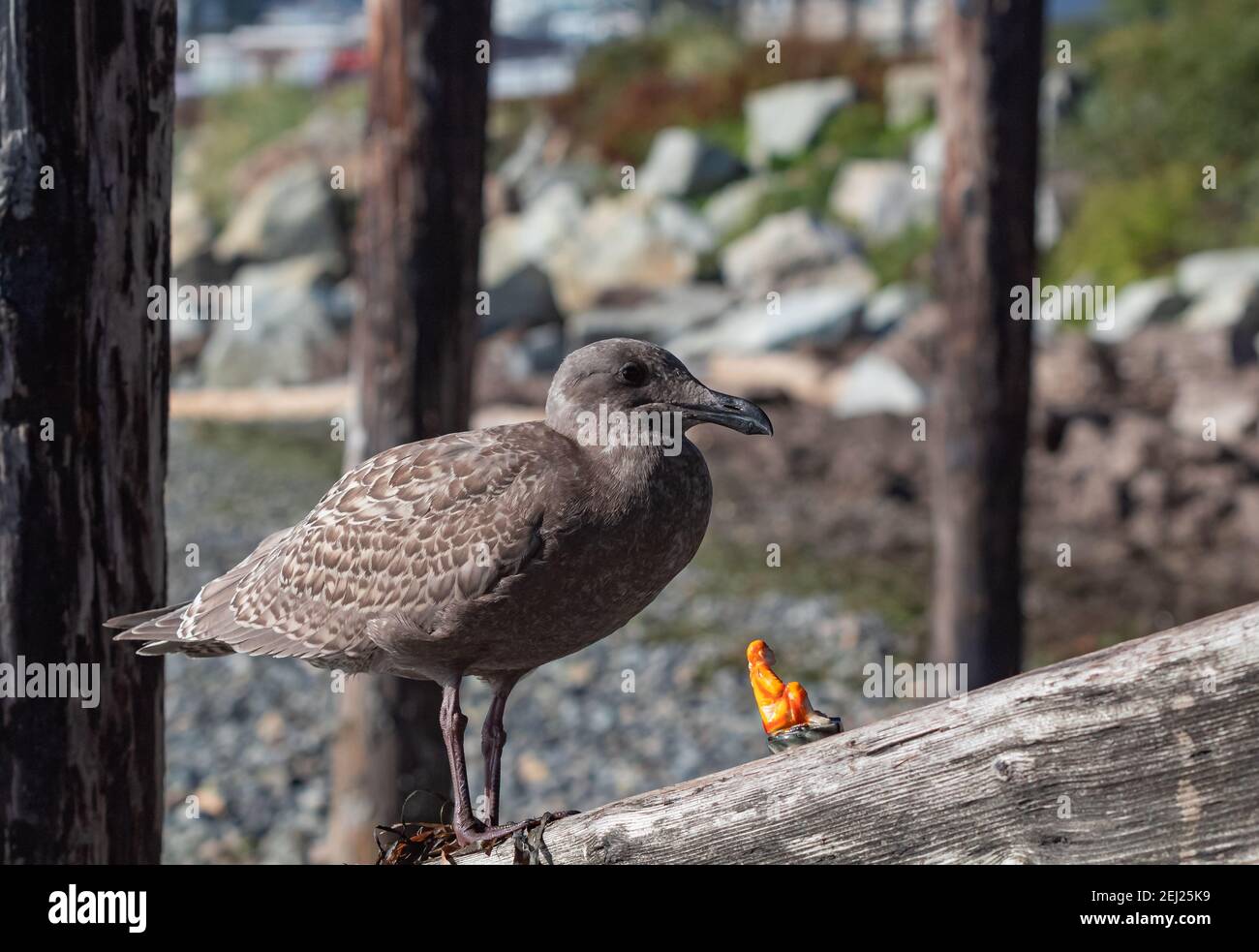 Bebe Mouette Sur Un Pont En Bois Assis Avec Une Petite Future D Un Moine Asiatique Photo De Voyage Vue Sur La Rue Mise Au Point Selective Photo Stock Alamy