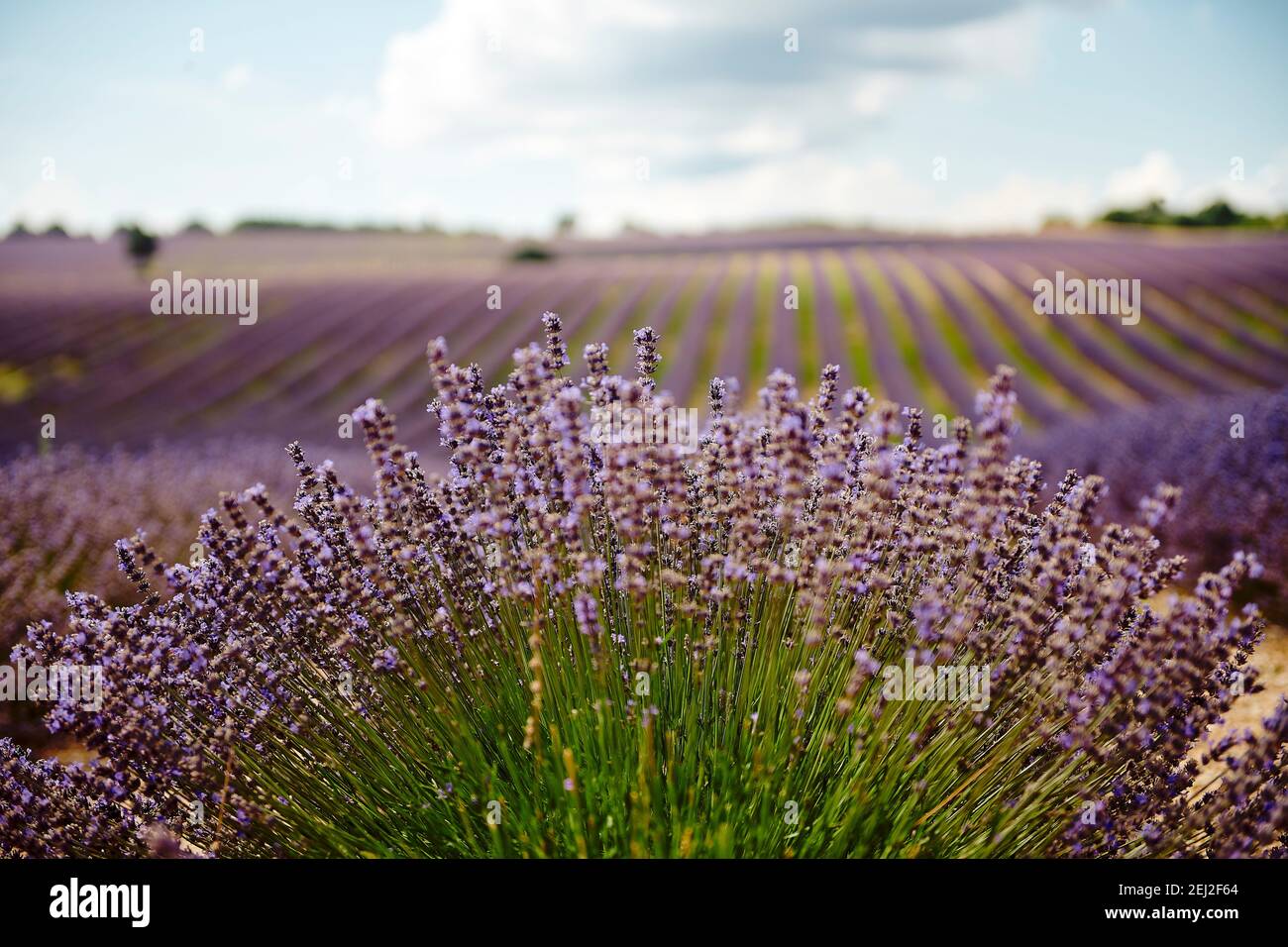 Champ de lavande au coucher du soleil d'été paysage près de Valensole.Provence,France Banque D'Images