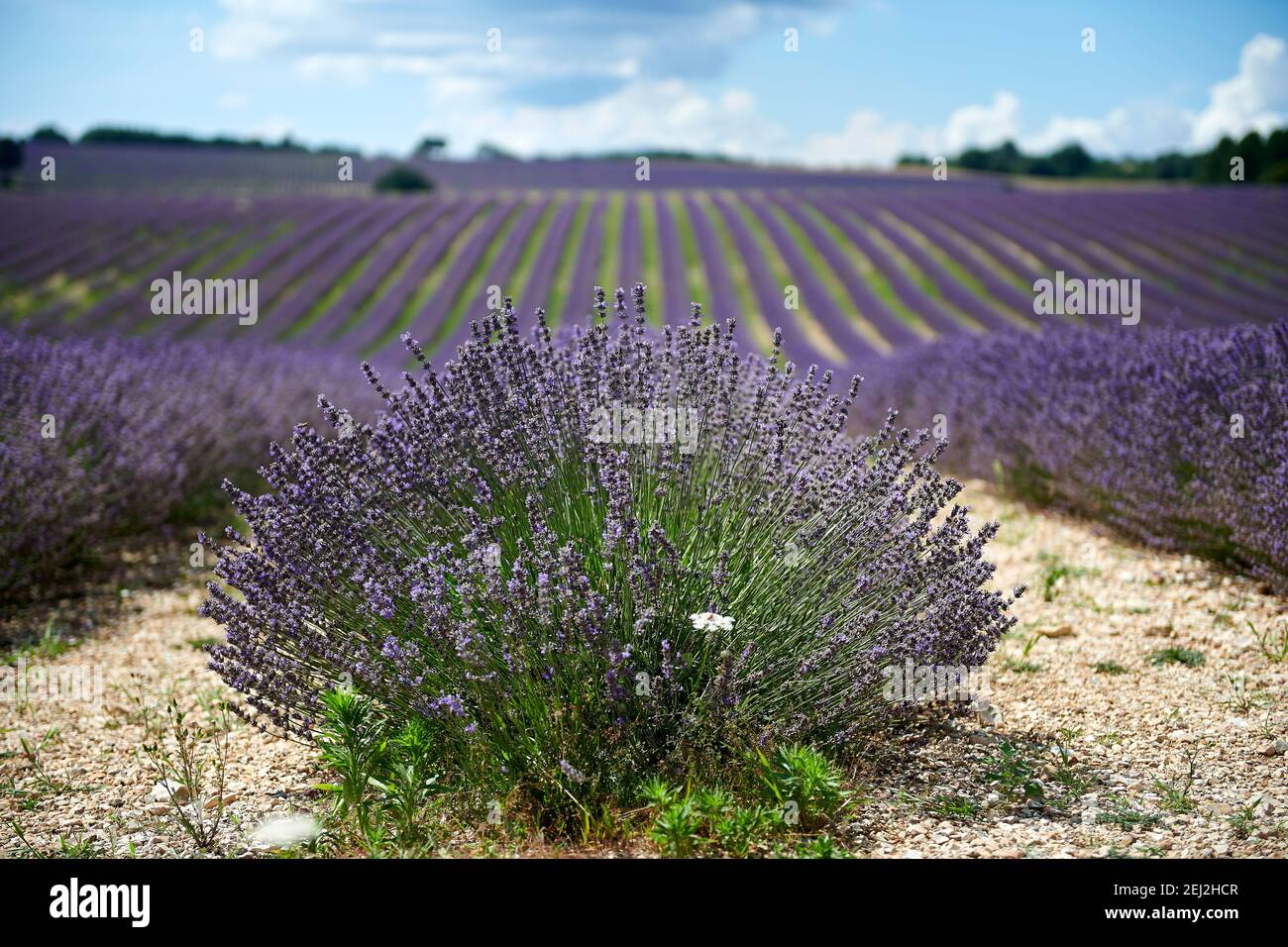 Fleurs de lavande - coucher de soleil sur un champ de lavande violet d'été. Bouquet de fleurs parfumées dans les champs de lavanda en Provence française près de Valensole Banque D'Images