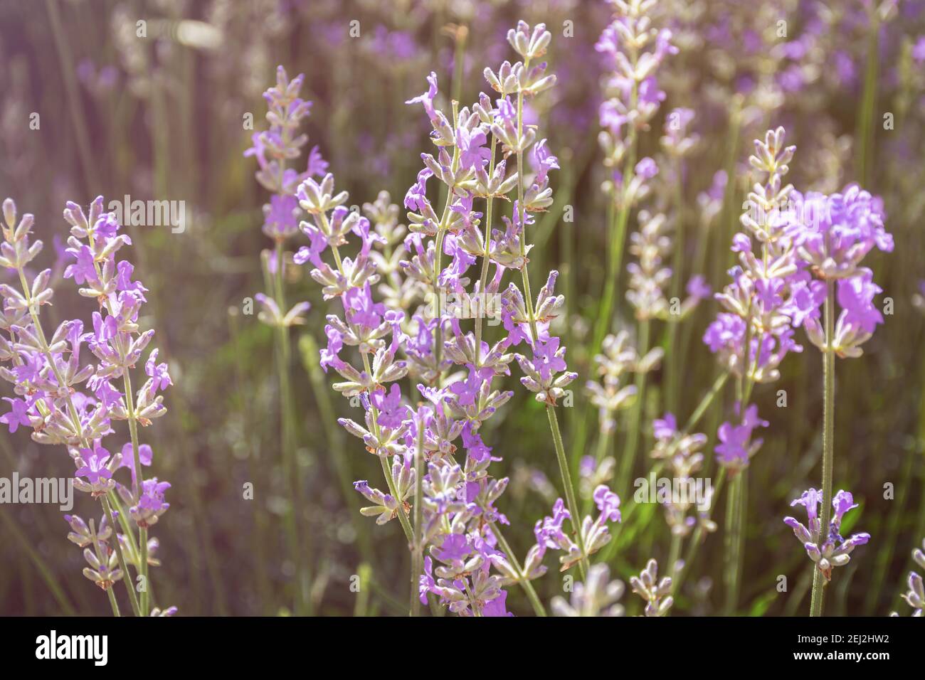 Arrière-plan abstrait des fleurs de lavande. Les rayons chauds du soleil éclairent les fleurs délicates. Le concept de l'été, des sentiments et des senteurs. Plantes Banque D'Images