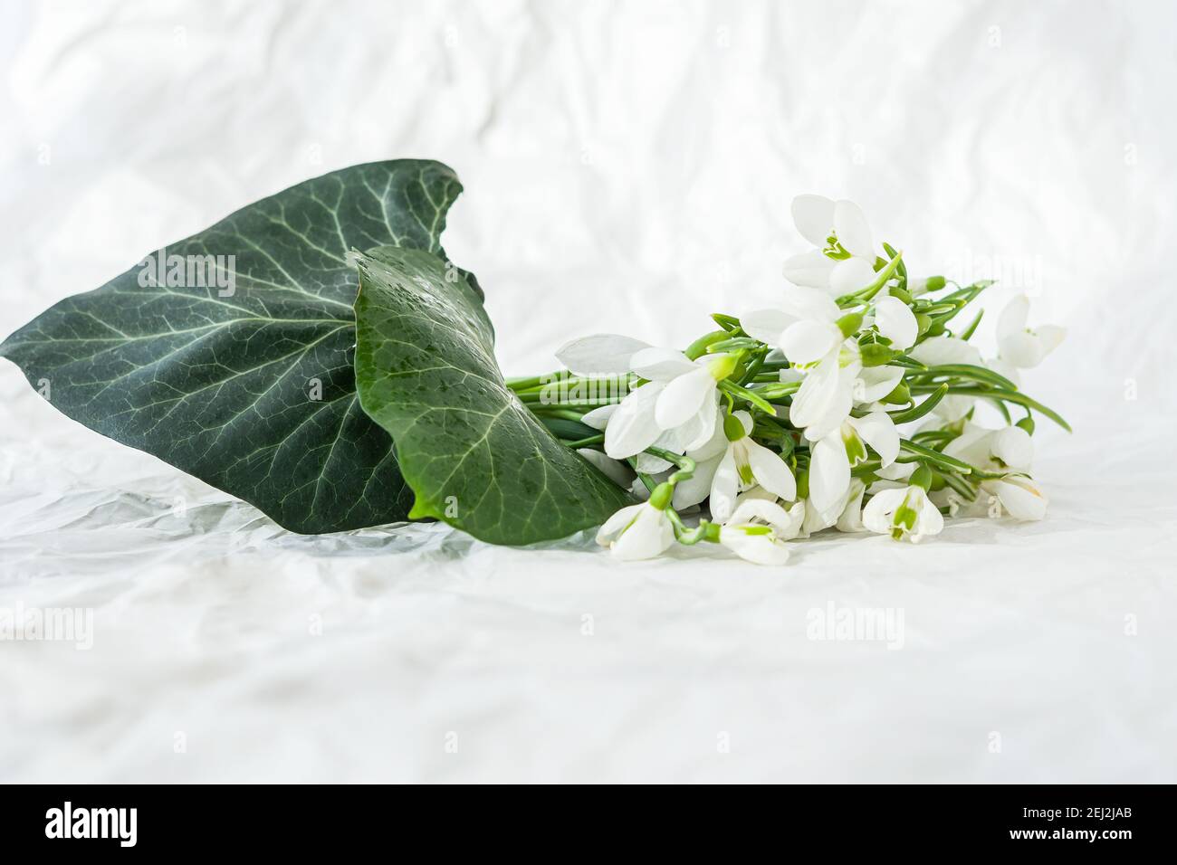 Premières fleurs du printemps Banque de photographies et d'images à haute  résolution - Alamy
