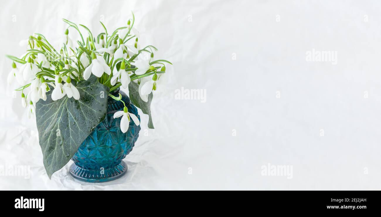 Gouttes de neige blanches Galanthus nivalis dans un vase gros plan sur fond blanc. Un délicat bouquet de printemps. Le concept des premières fleurs, début printemps, Banque D'Images