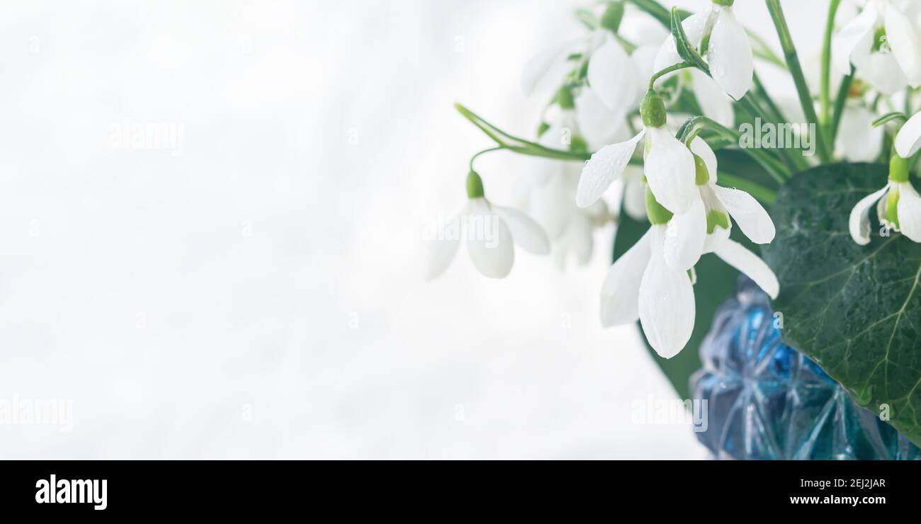 Gouttes de neige blanches Galanthus nivalis dans un vase gros plan sur fond blanc. Un délicat bouquet de printemps. Le concept des premières fleurs, début printemps, Banque D'Images