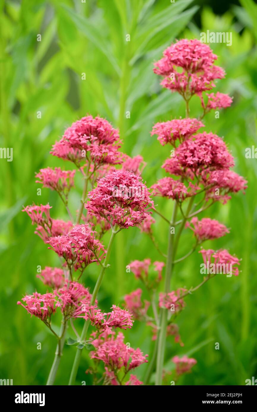 Fleurs rose-rougeâtre de rubère de Centranthus, également appelées valériane rouge, éperon valérien, kiss-me-Quick, brosse de renard, barbe du diable et barbe de Jupiter. Banque D'Images