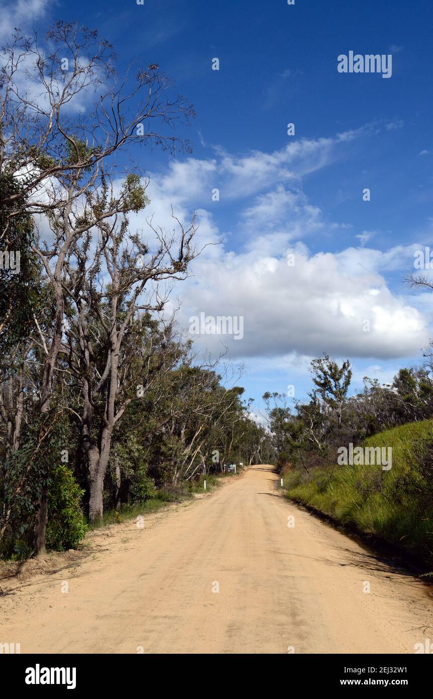 Une route de terre à travers la forêt d'eucalyptus Banque D'Images