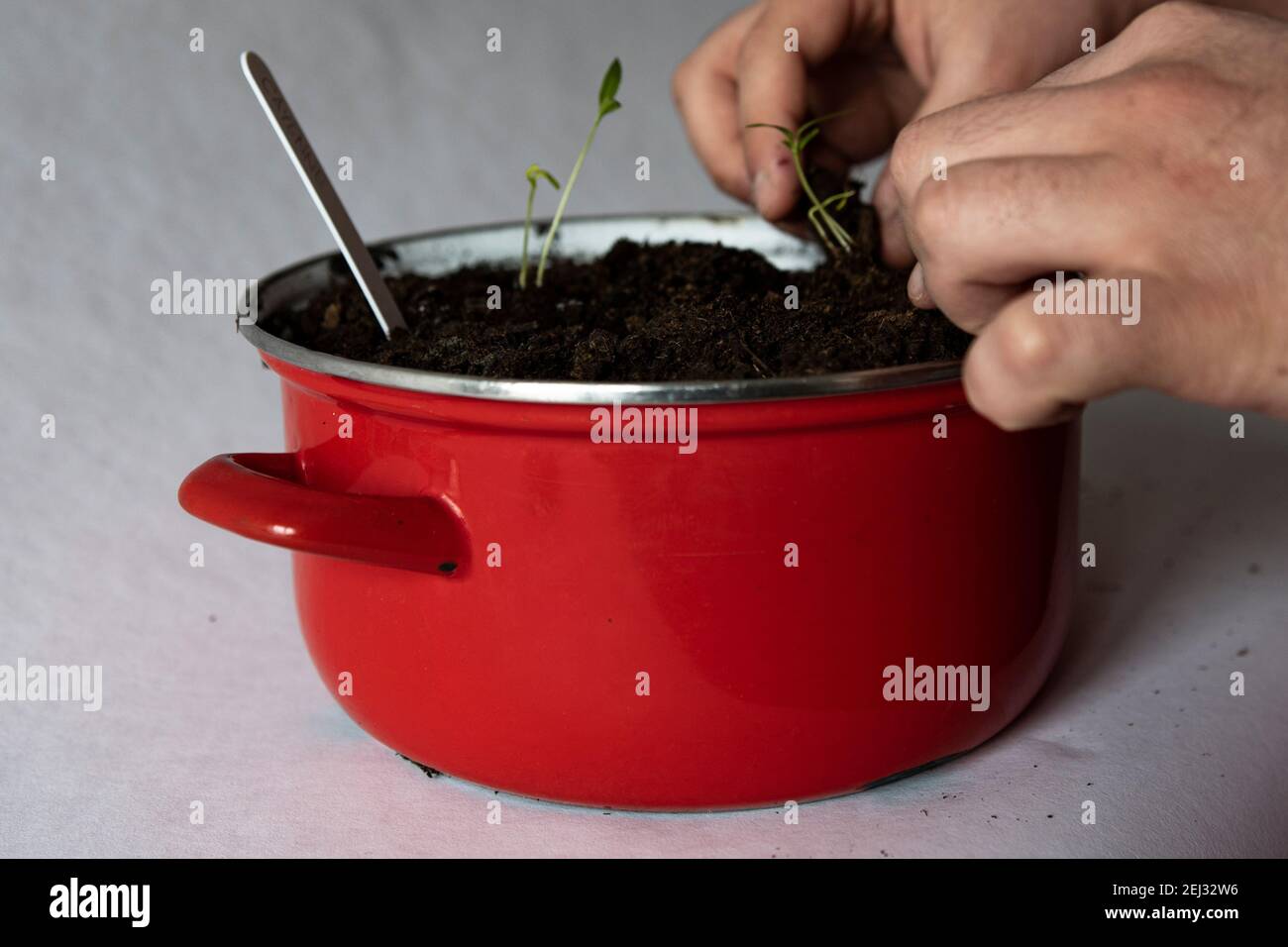 Main masculine replantant un sprout de poivre Banque D'Images