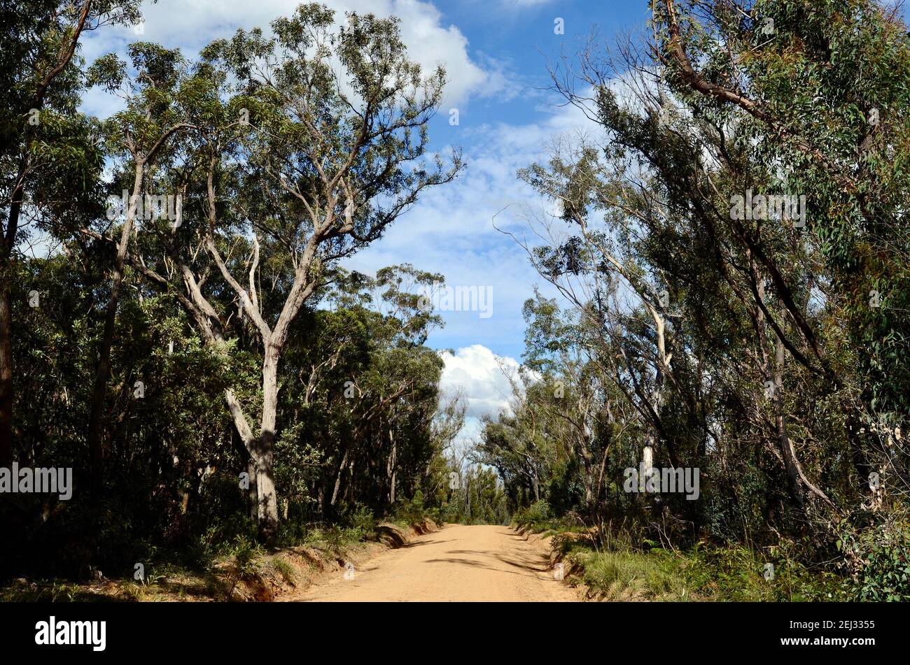Une route de terre à travers la forêt d'eucalyptus Banque D'Images