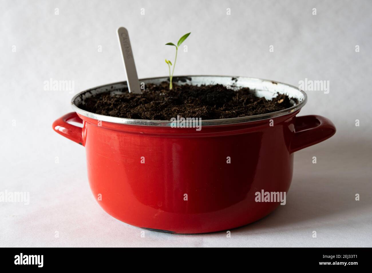 Pousses de poivre dans un pot rouge vintage Banque D'Images