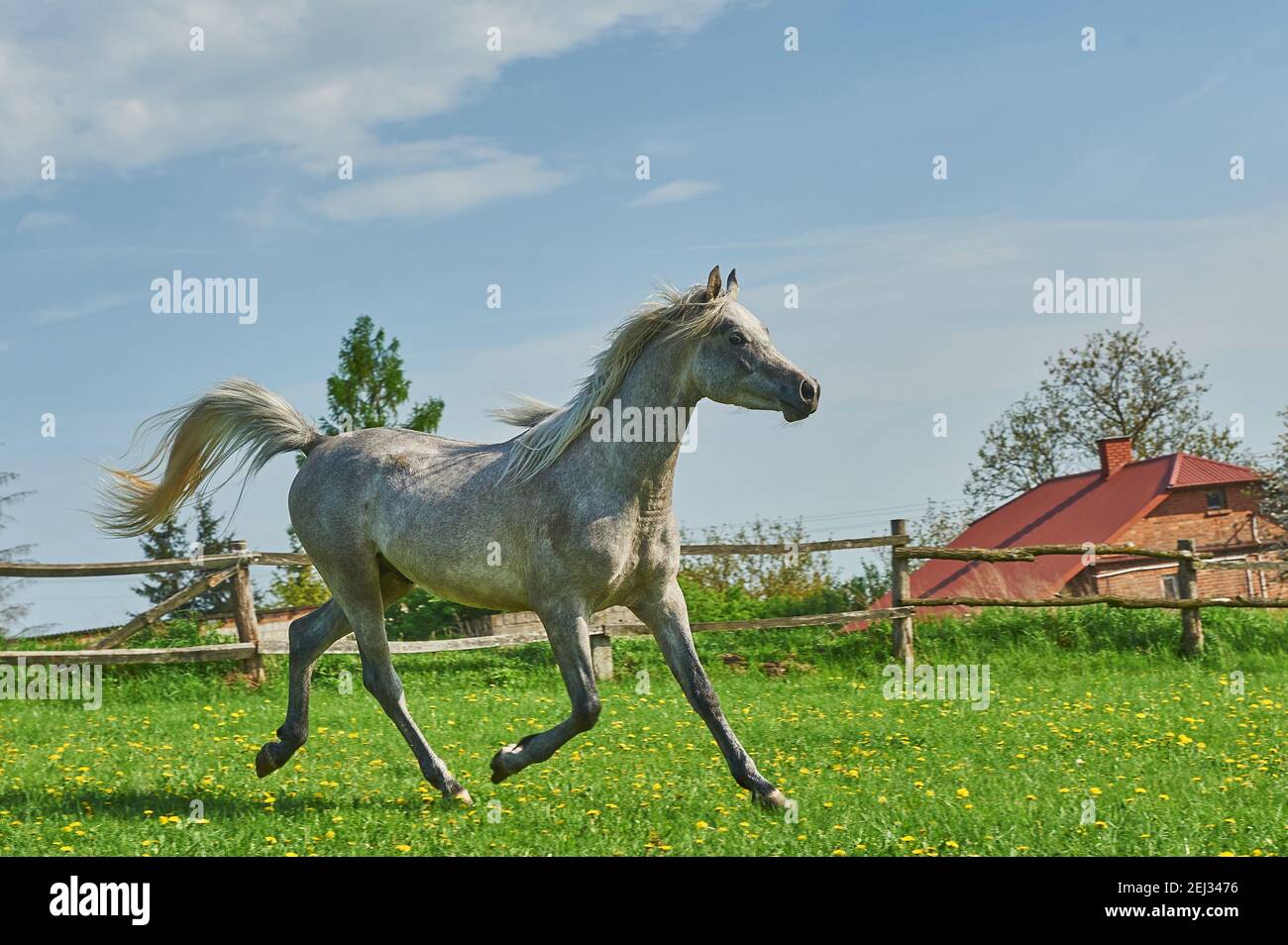 Chevaux arabes dans le paddock Banque D'Images
