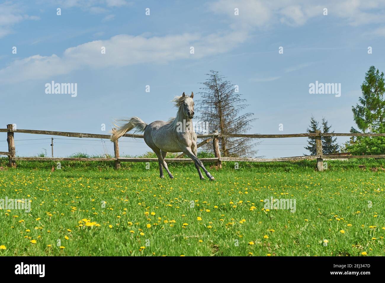 Chevaux arabes dans le paddock Banque D'Images
