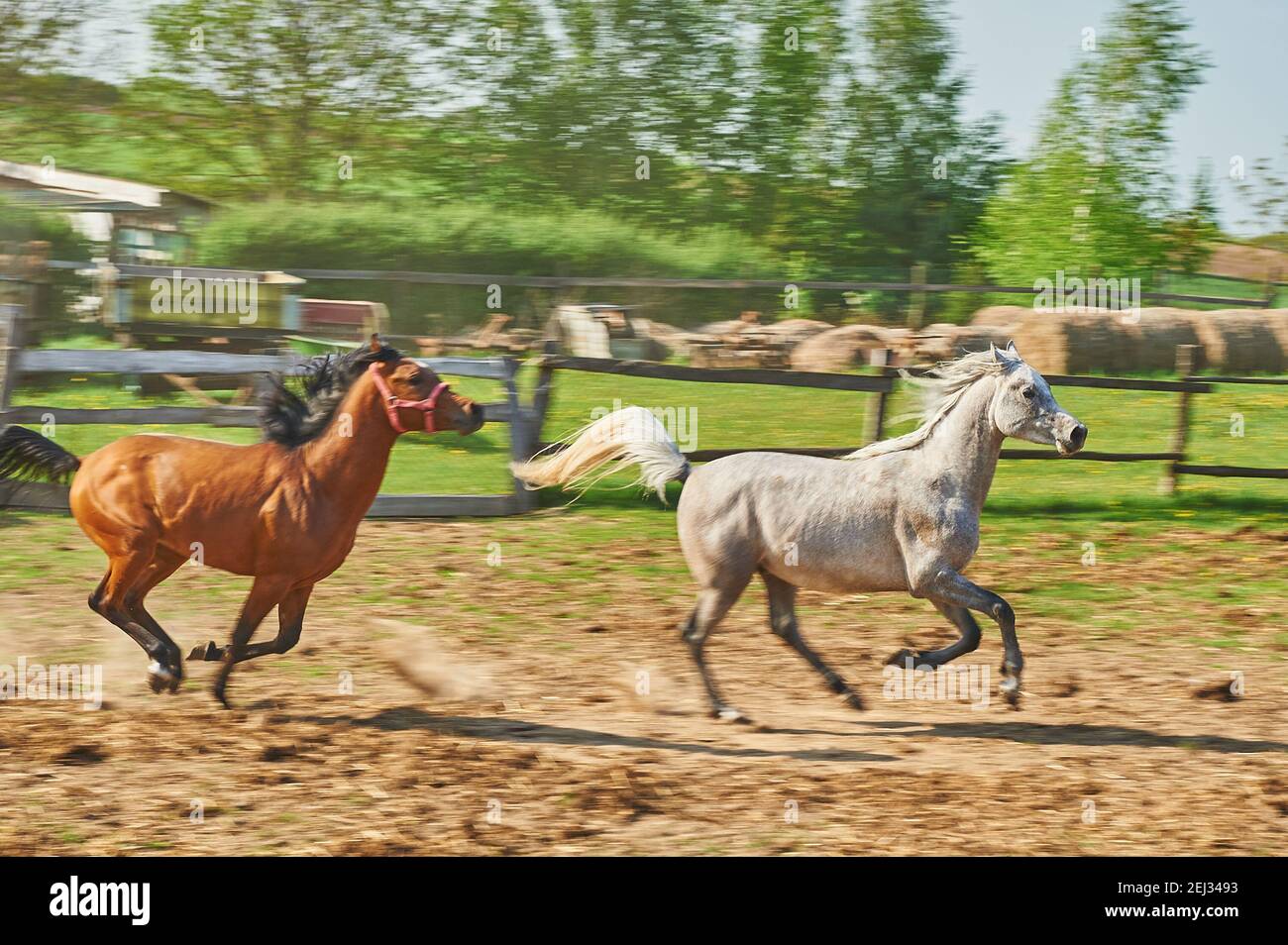 Chevaux arabes dans le paddock Banque D'Images