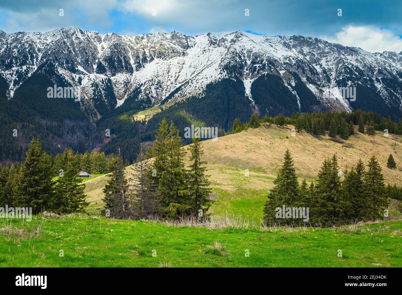 Forêt de printemps glade et montagne enneigée Piatra Craiului en arrière-plan, Carpates, Roumanie, Europe Banque D'Images