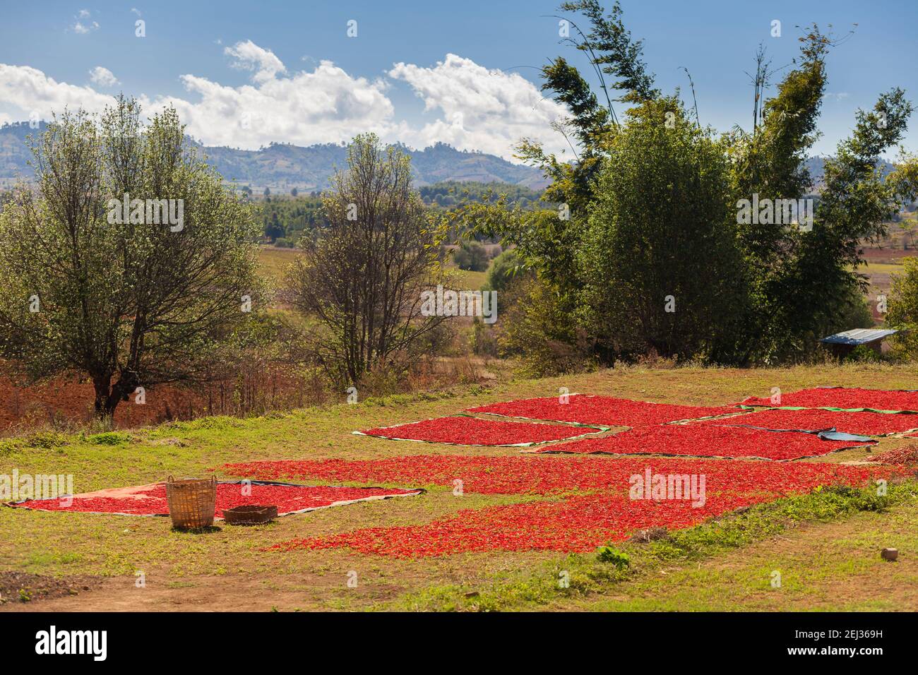 Piments rouges mûrs séchant au soleil sur des tapis dans le champ Banque D'Images