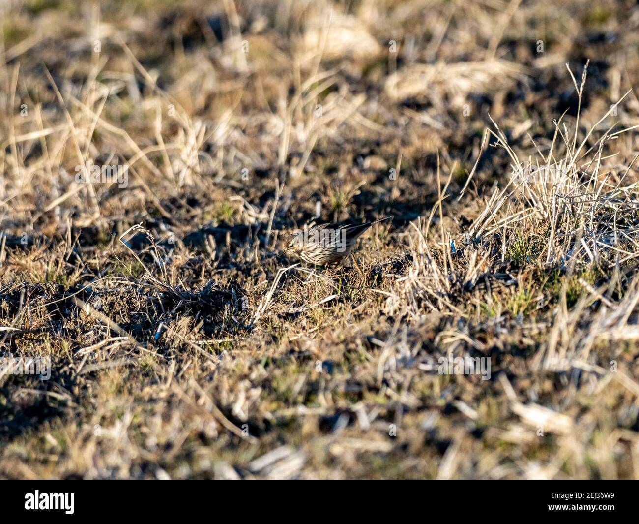 Un petit pipit songbird se cache dans l'herbe basse d'un champ de riz d'hiver jachère sur une petite ferme près de Yokohama, au Japon. Banque D'Images