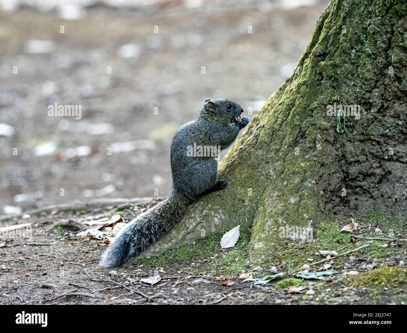 Un écureuil d'arbre à ventre rouge ou l'écureuil de Pallas, Callosciurus erythraeus, sur le tronc d'un arbre dans une forêt japonaise. Introduit depuis le continent, Banque D'Images