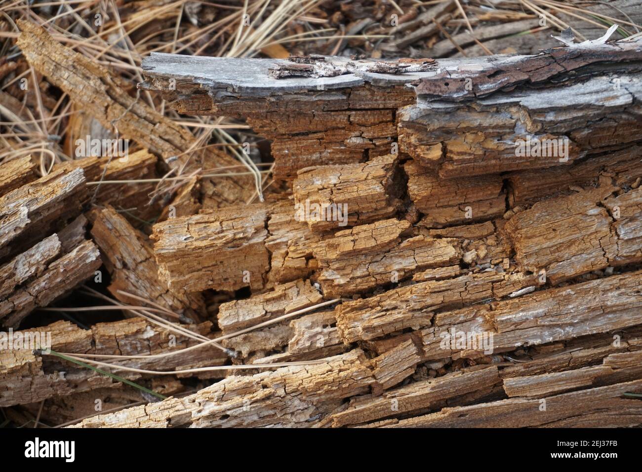 Gros plan d'un arbre tombé en décomposition Banque D'Images