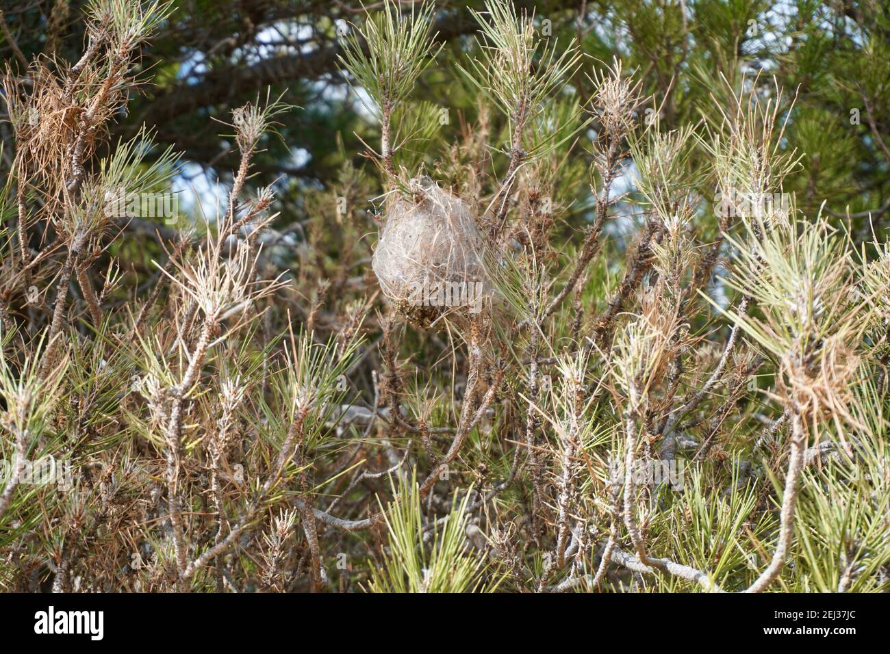 Nid de papillons de pin (Thaumetopoea pityocampa) dans des pins d'Andalucía, Espagne Banque D'Images