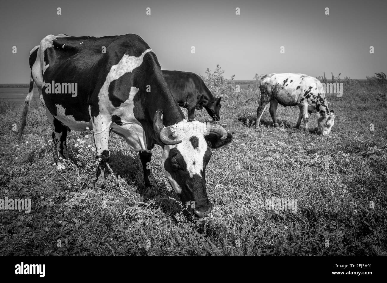 Pâturage des vaches dans la ville-île de Sviyazhsk, Tatarstan. Noir et blanc Banque D'Images