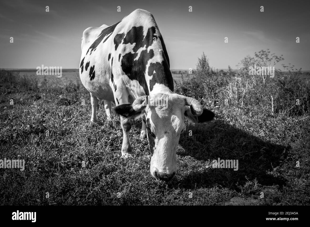 Vache à pâturage obéissante dans la ville-île de Sviyazhsk, Tatarstan. Noir et blanc Banque D'Images