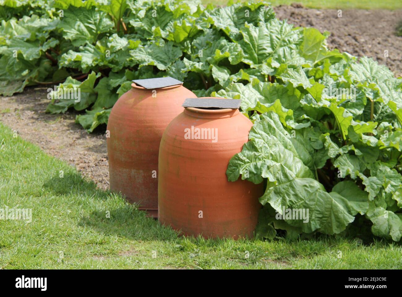 Culture de Rhubarb dans un jardin et sous des pots de forçage. Banque D'Images