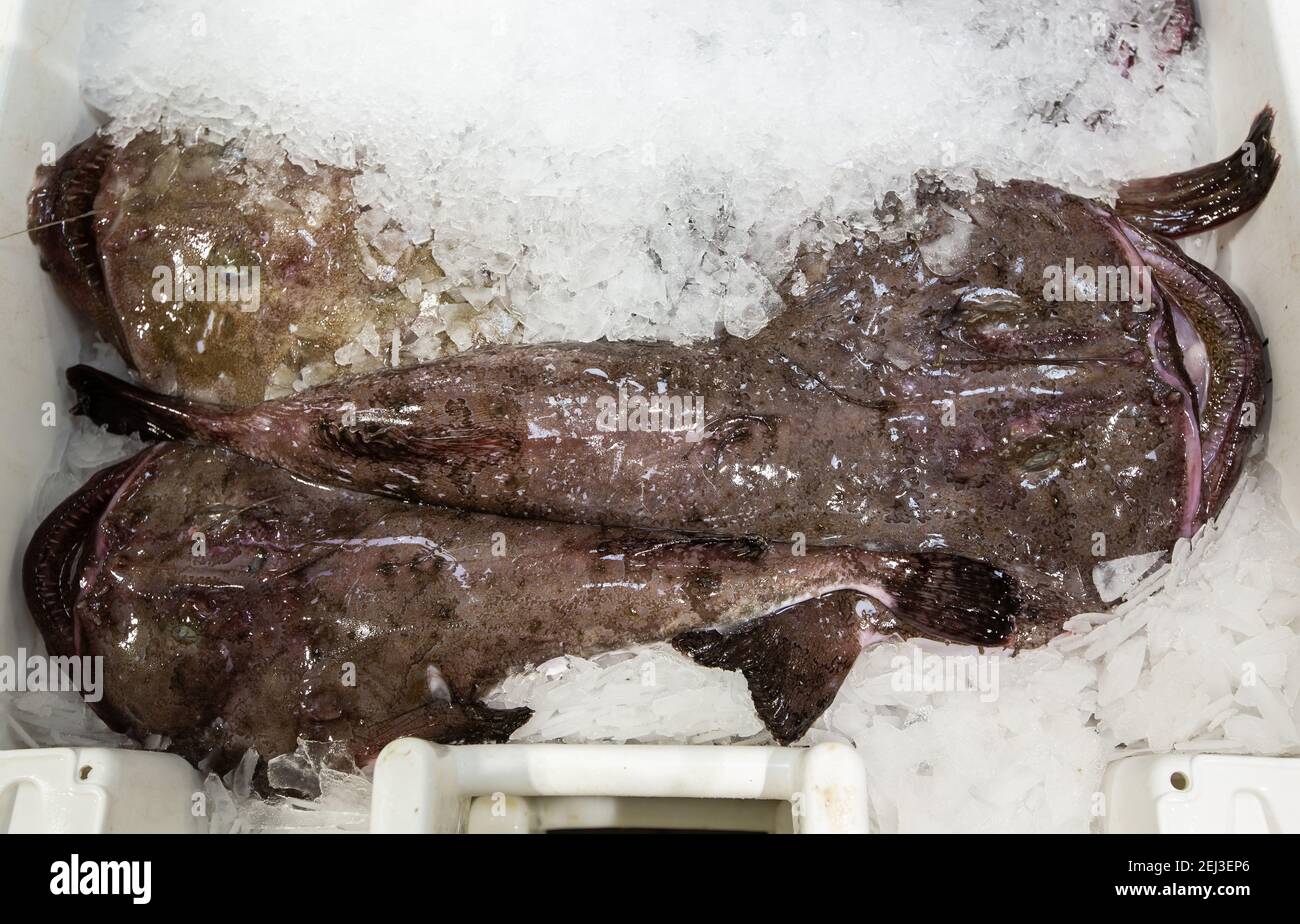Poisson-mousson fraîchement débarqué dans une boîte à vendre à un marché aux poissons Banque D'Images