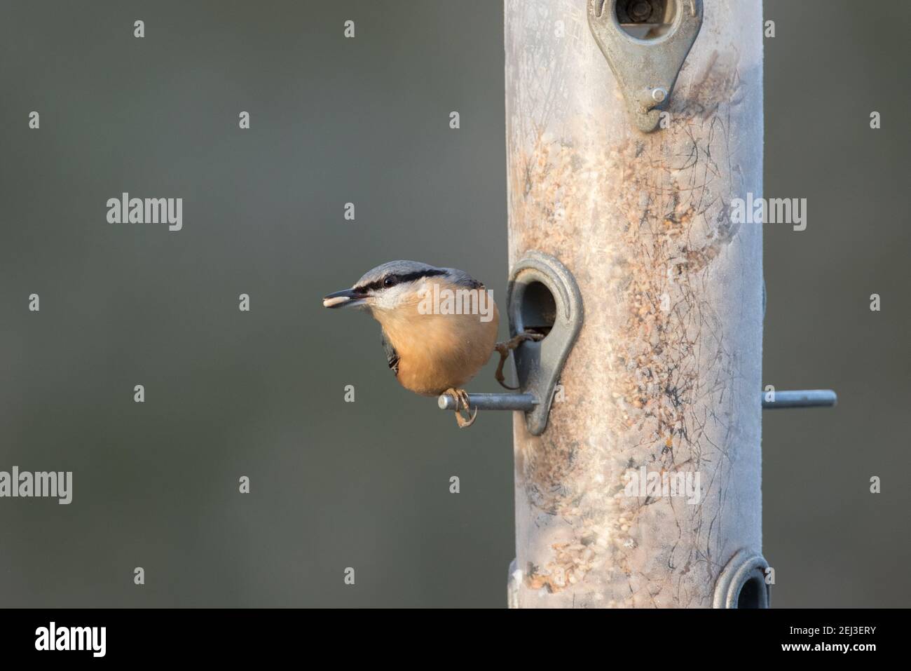 Nuthatch sur un mangeoire à oiseaux dans la réserve naturelle de High Batts Banque D'Images