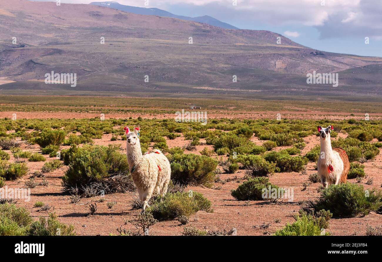 Deux lamas marchent dans la vallée près de la montagne. Bolivie, Andes. Altiplano, Amérique du Sud Banque D'Images