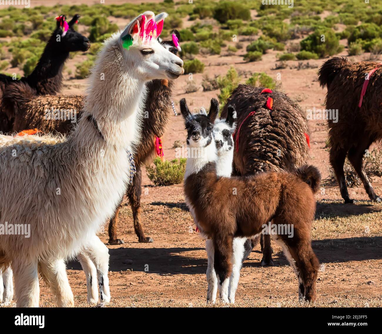 Gros plan d'un troupeau de lamas se détendant dans la vallée verdoyante. Altiplano, Bolivie, Amérique du Sud Banque D'Images