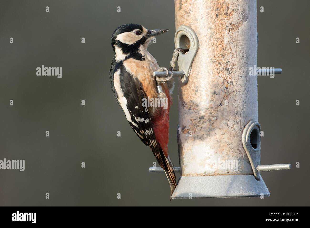 Grand pic à pois, High Batts, près de Ripon Banque D'Images