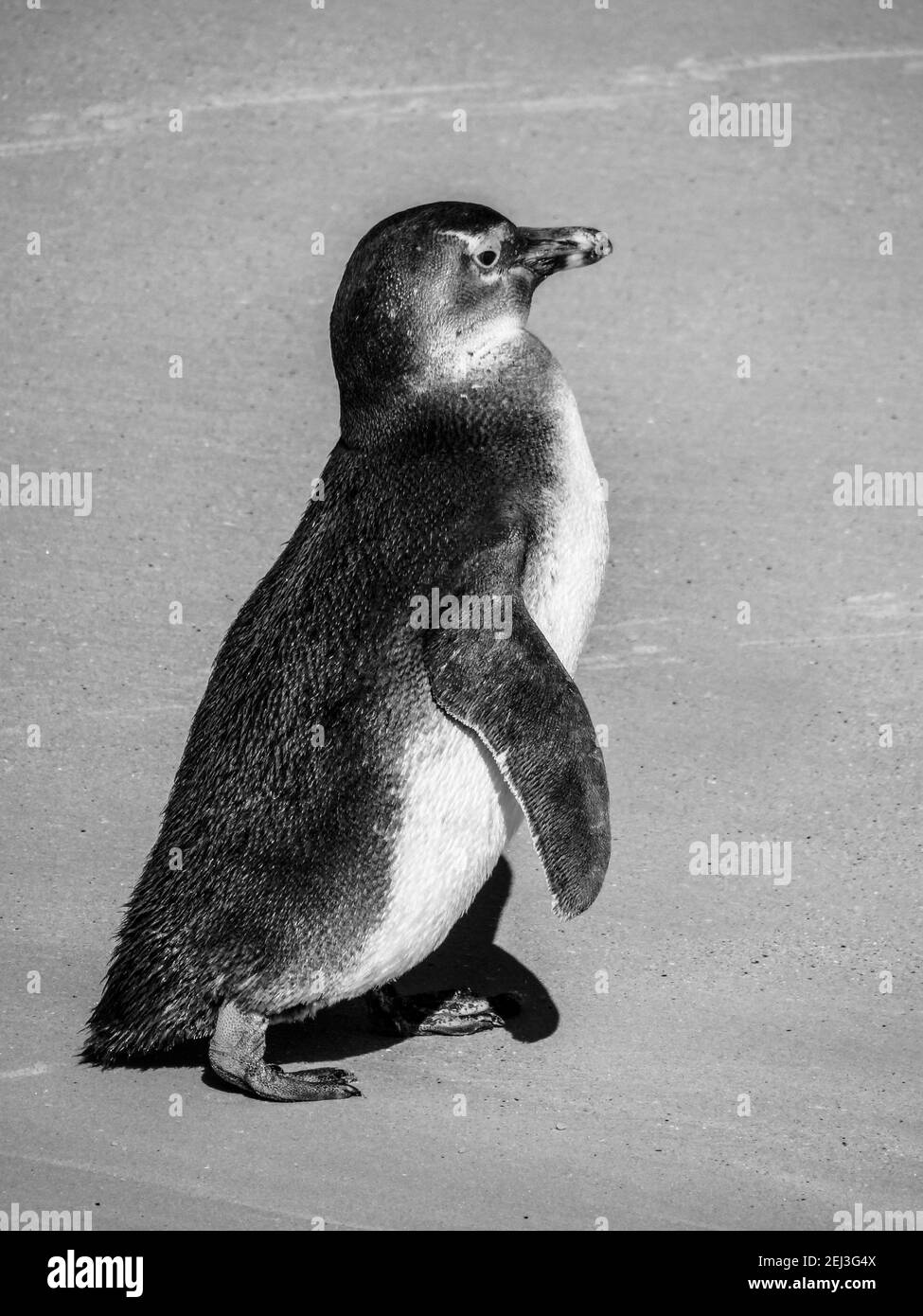 Bébé pingouin marche sur plage en Afrique Banque D'Images