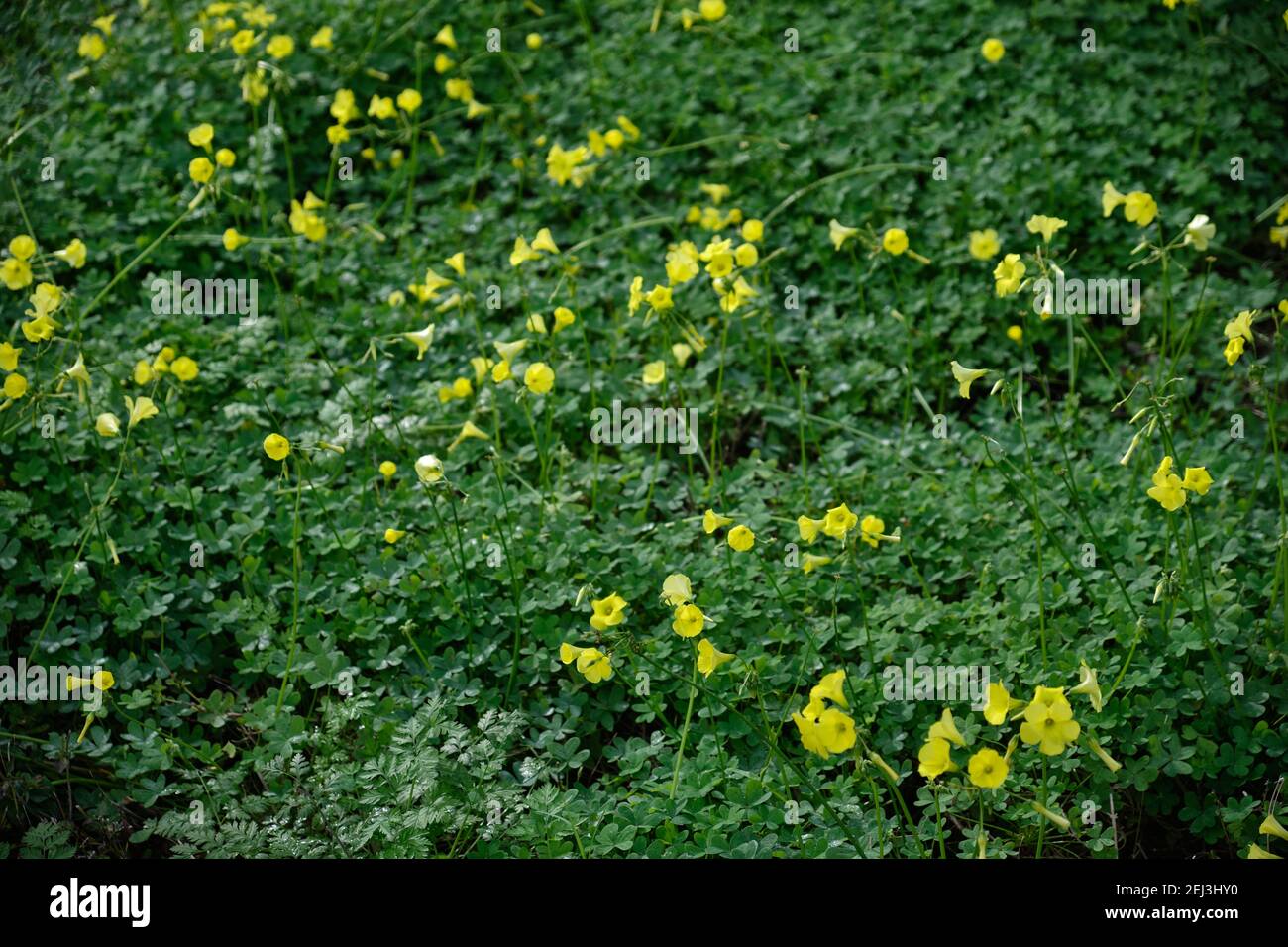 Sol forestier recouvert de coupe de beurre des Bermudes, Oxalis pes-caprae, Malaga, Espagne. Banque D'Images