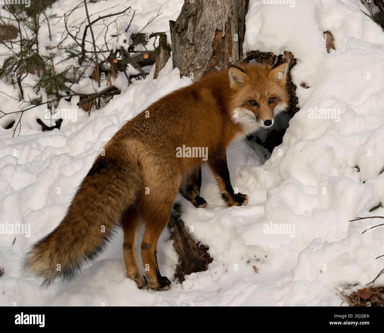 Renard rouge regardant la caméra par le renard den in la saison d'hiver dans son environnement et son habitat avec la neige et branches arrière-plan affichant un renard touffé ta Banque D'Images