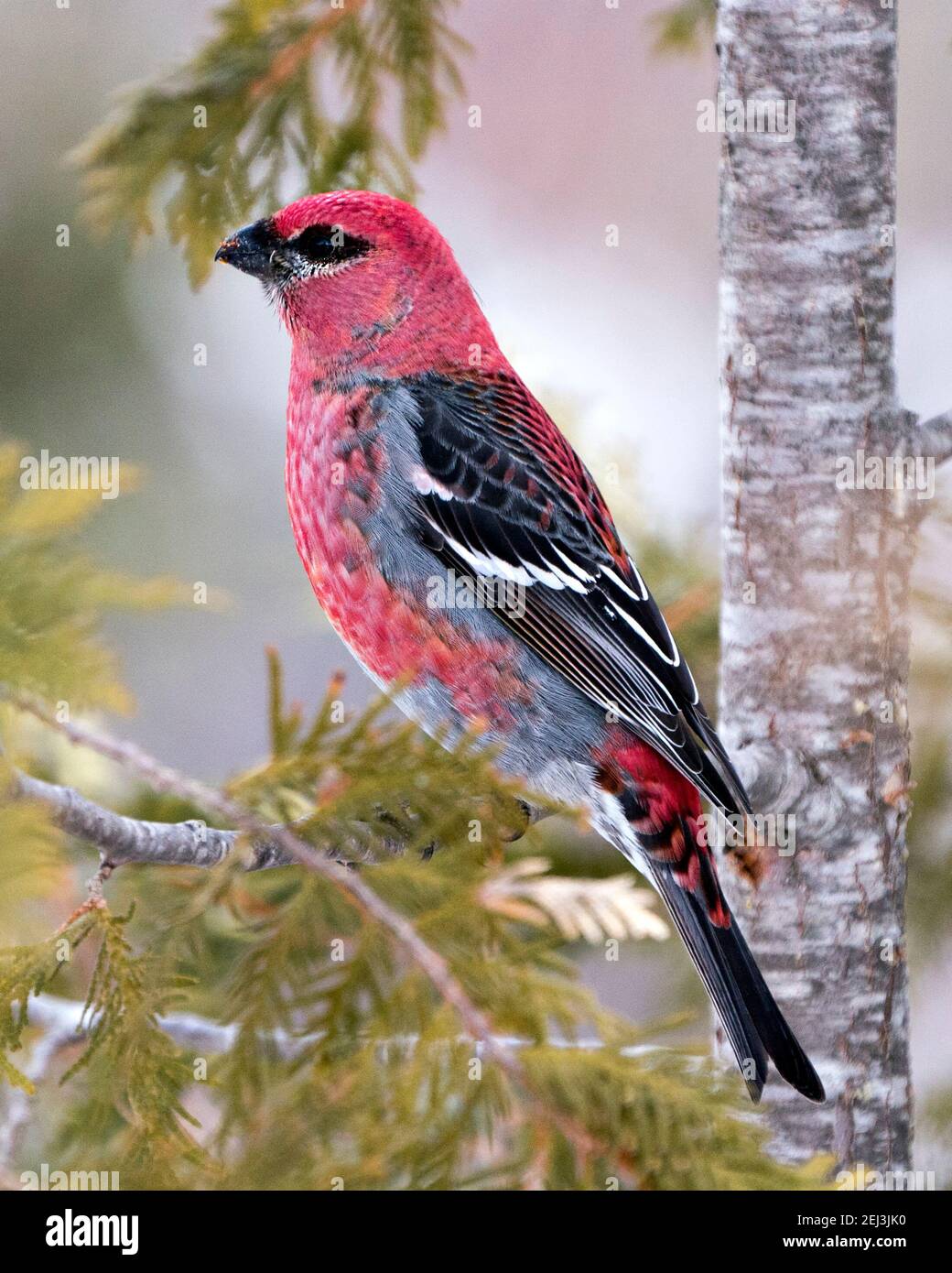 Vue en gros plan de Pine Grosbeak, perchée avec un arrière-plan flou dans son environnement et son habitat. Image. Image. Portrait. Grosbeak photo. Banque D'Images