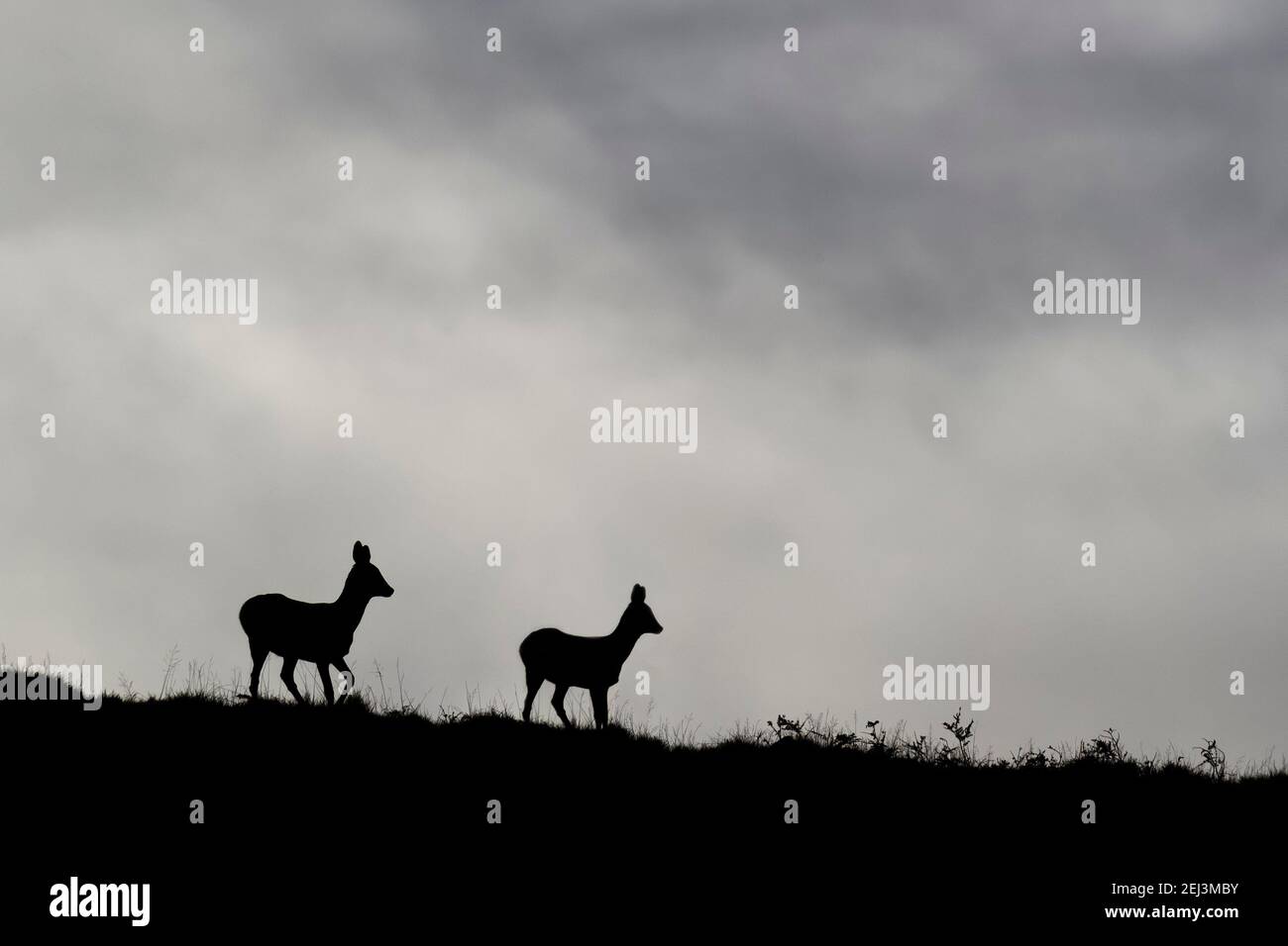 Cerf de Virginie (Capranolus capranolus), College Valley, parc national de Northumberland, Royaume-Uni Banque D'Images