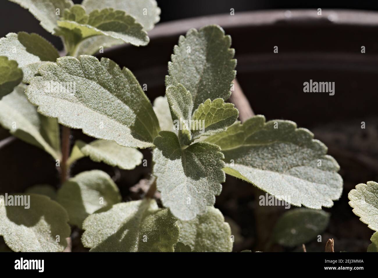 Détail des jeunes feuilles d'une plante de Stevia rebaudiana plantée dans un pot. Image avec espace de copie Banque D'Images