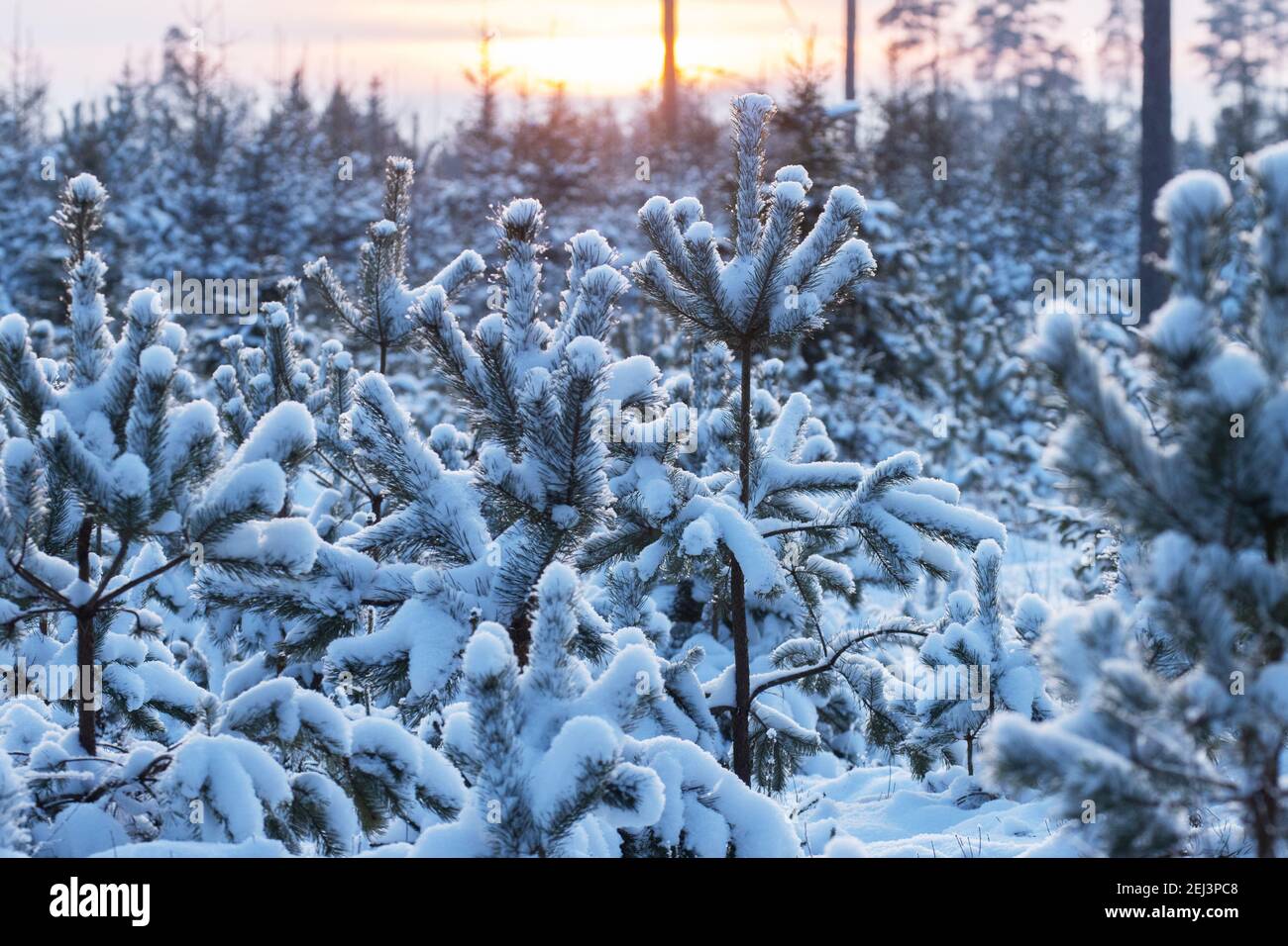 Petit et jeune PIN Baltique ou pin sylvestre, Pinus sylvestris arbres sur une terre forestière pendant un hiver enneigé en Estonie, Europe du Nord. Banque D'Images