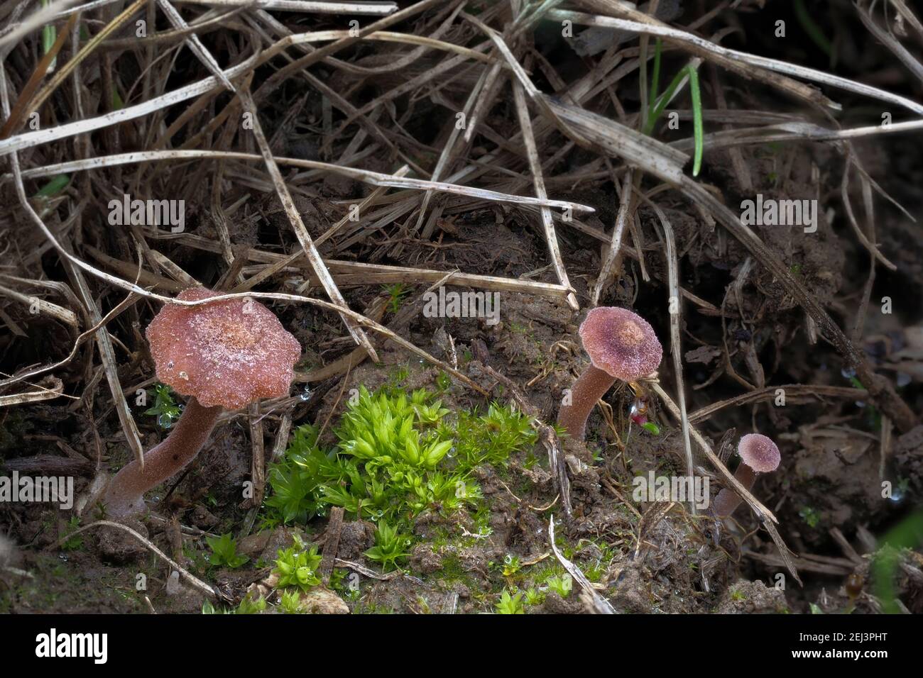 Le Rosy Navel (Contumyces rosellus) est un champignon non comestible , une photo marquante Banque D'Images